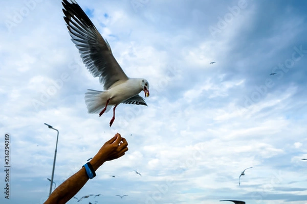 Fototapeta Single seagull flying in a sky as a background at Bangpoo.