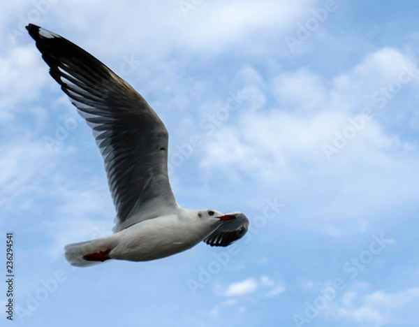 Fototapeta Single seagull flying in a sky as a background at Bangpoo.