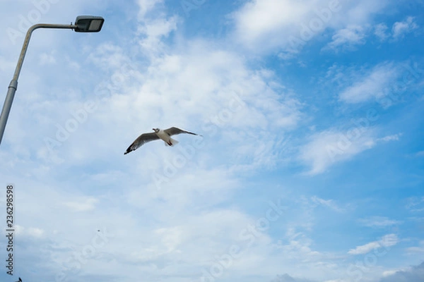 Fototapeta Single seagull flying in a sky as a background at Bangpoo.