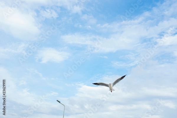 Fototapeta Single seagull flying in a sky as a background at Bangpoo.