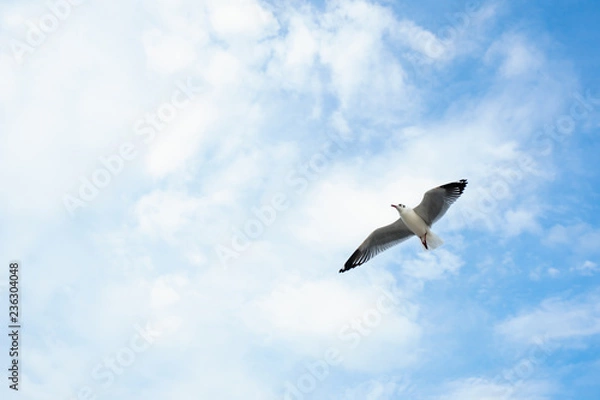 Fototapeta Single seagull flying in a sky as a background at Bangpoo.