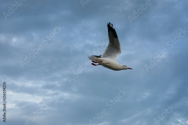 Fototapeta Single seagull flying in a sky as a background at Bangpoo.