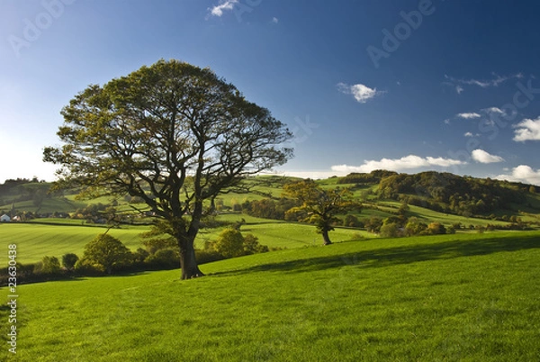 Obraz The English tree