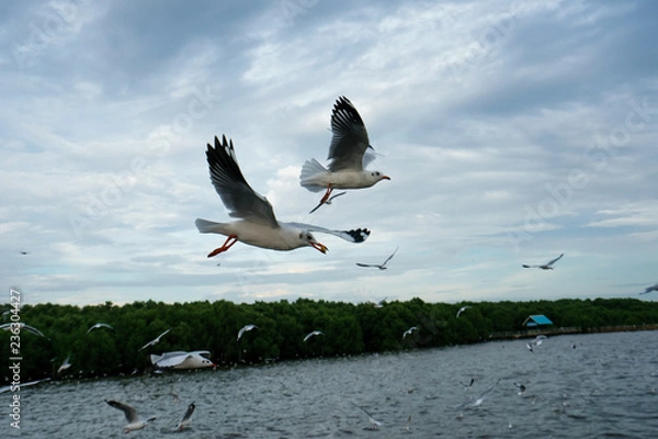 Fototapeta The seagull flying in a sky as a background at Bangpoo.