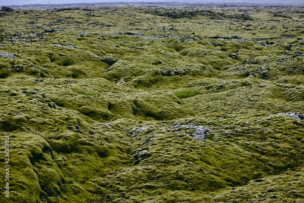 Fototapeta fairy lava fields covered with the northern moss