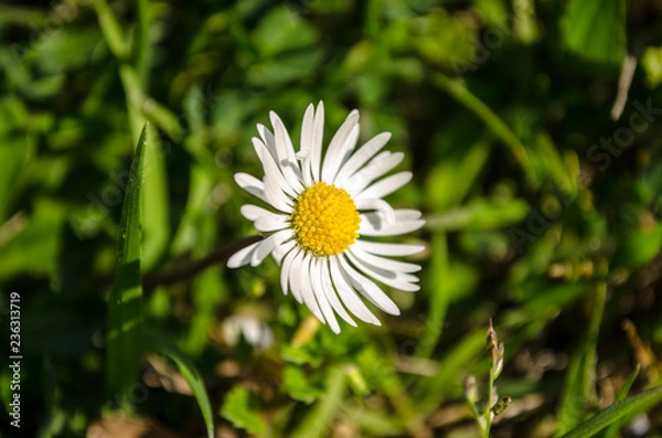 Obraz daisy in the grass