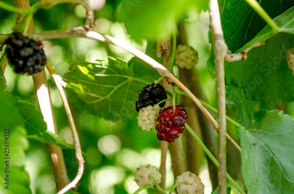 Obraz berry on a branch