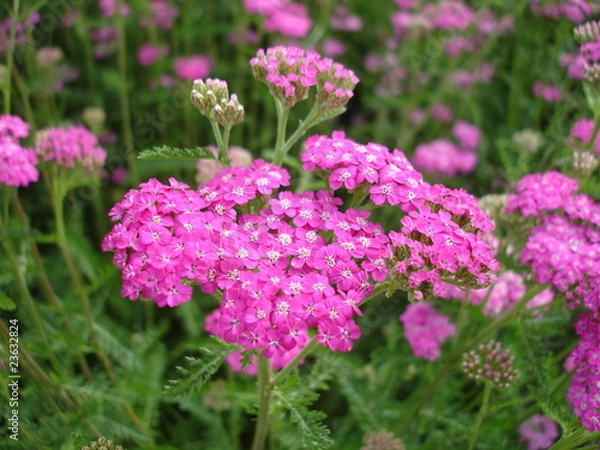Obraz plantes à fleurs roses