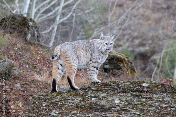Fototapeta Bobcat in the Fall