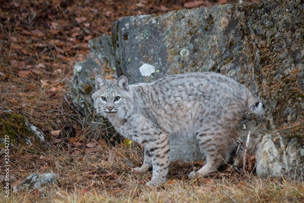 Fototapeta Bobcat in the Fall