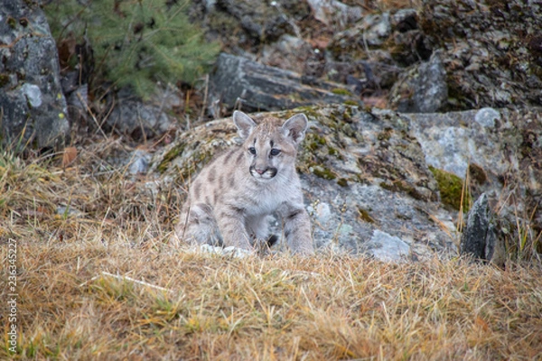 Fototapeta Mountain Lion Cub