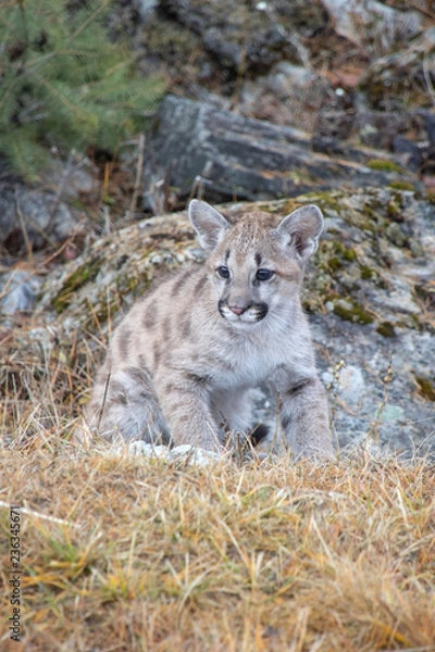 Fototapeta Mountain Lion Cub Vertical
