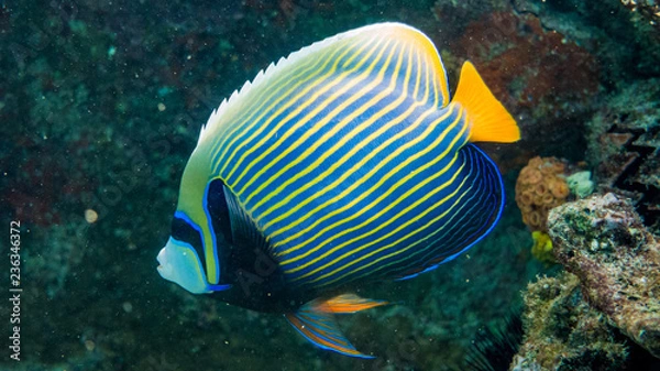 Fototapeta Kaiserfisch