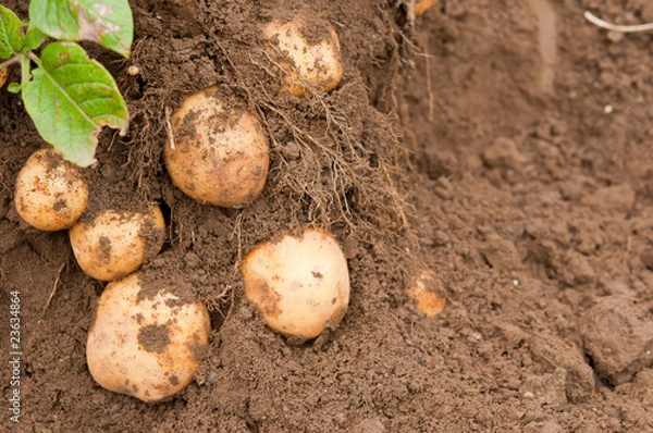 Obraz 顔を出したじゃがいも