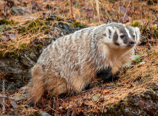 Fototapeta American Badger in the Fall