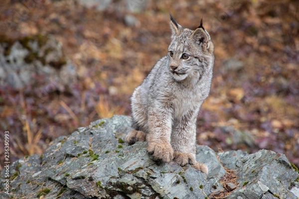 Fototapeta Canada Lynx Kitten