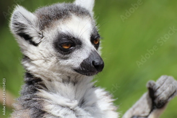 Obraz Lemur 