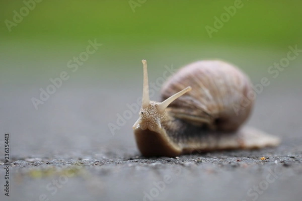 Obraz Schnecke