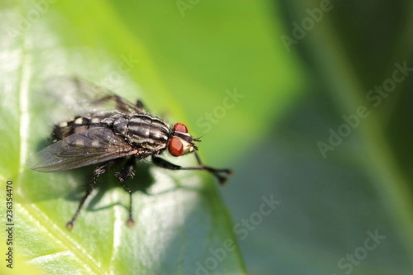 Fototapeta Fliege