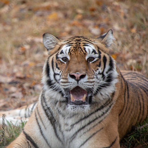 Fototapeta Siberian Tiger in the Fall