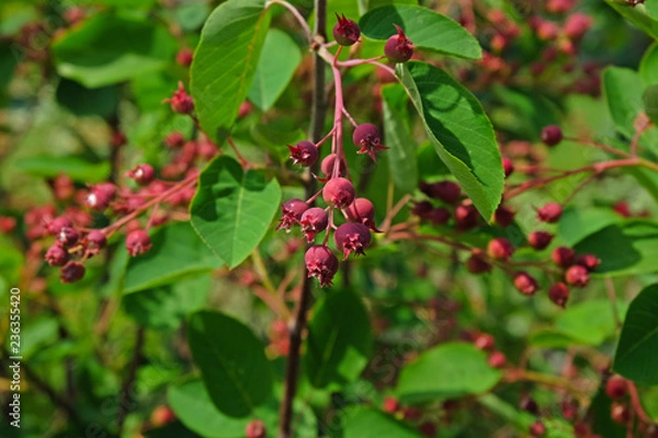 Obraz Shadberry on a branch