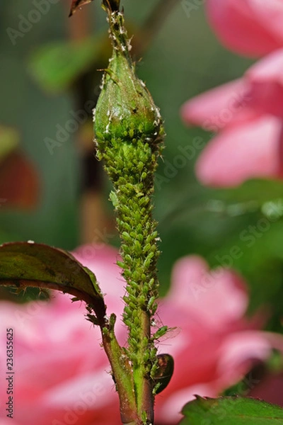 Fototapeta Aphid-infested rosebud