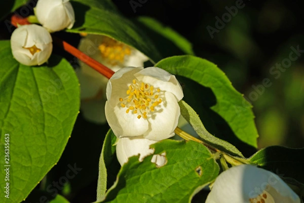 Fototapeta Philadelphus