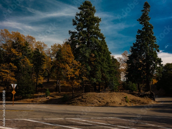 Obraz road in the forest