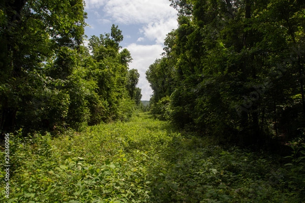 Obraz Overgrown Path Through Trees