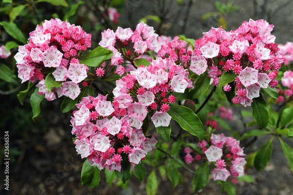 Obraz Berglorbeer_d2134