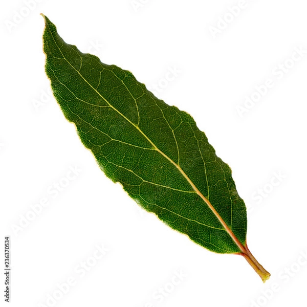 Fototapeta Laurel leaf isolated