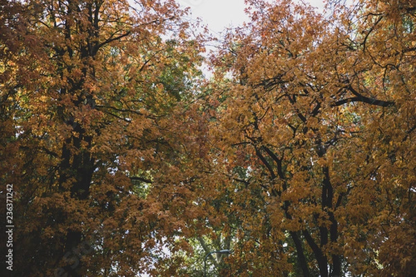 Fototapeta A mature maple tree and autumn display of vivid orange leaves.