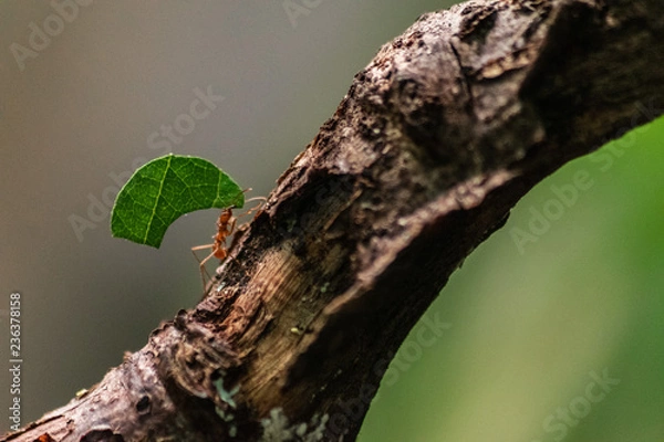 Fototapeta red ant carrying leaf