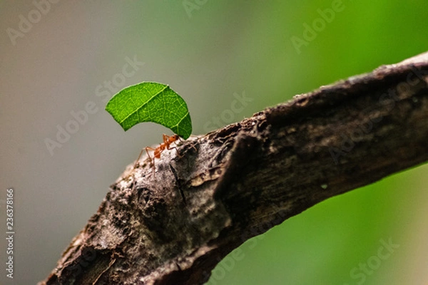 Fototapeta red ant carrying leaf