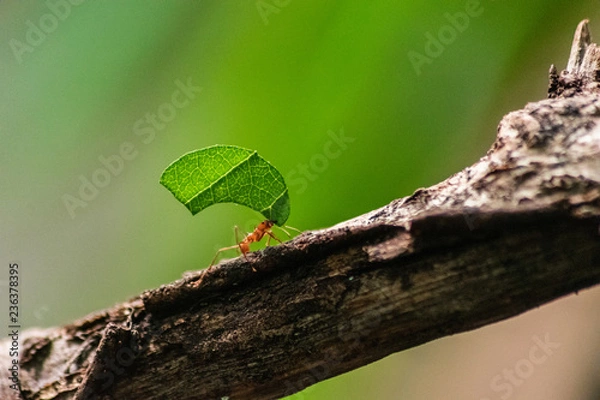 Fototapeta red ant carrying leaf