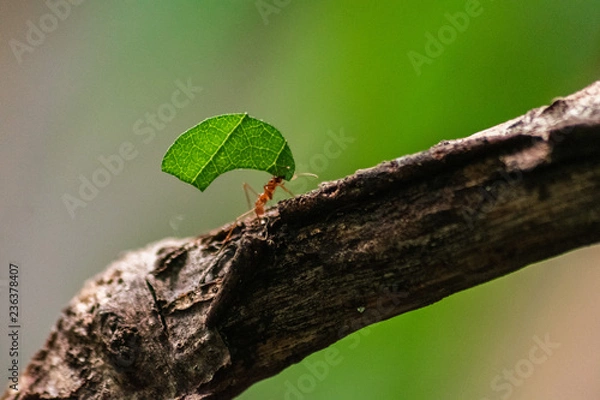 Fototapeta red ant carrying leaf