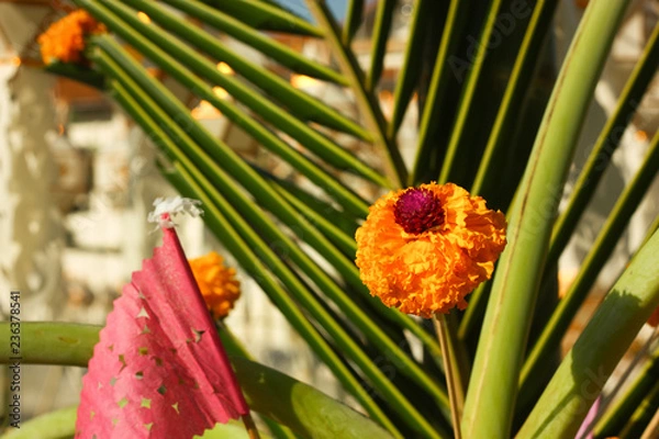 Fototapeta yellow flower in morning