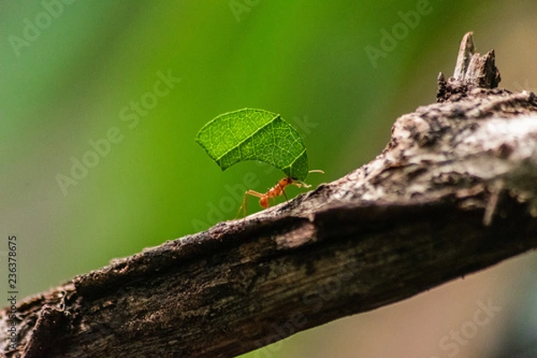 Fototapeta red ant carrying leaf