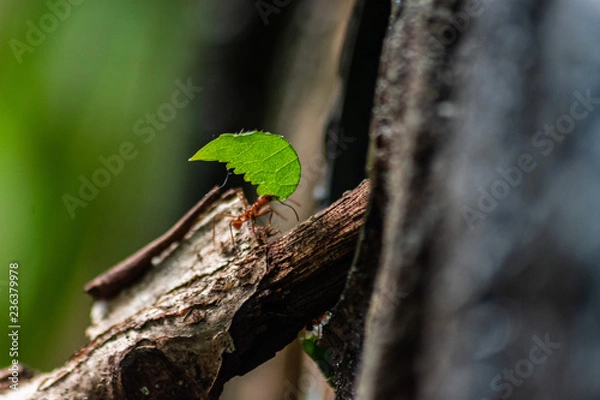 Fototapeta red ant carrying leaf