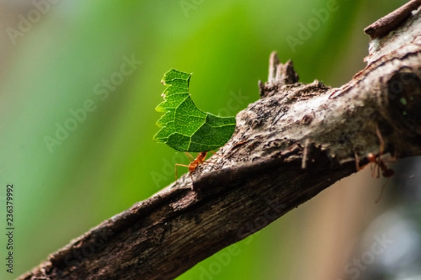 Fototapeta red ant carrying leaf