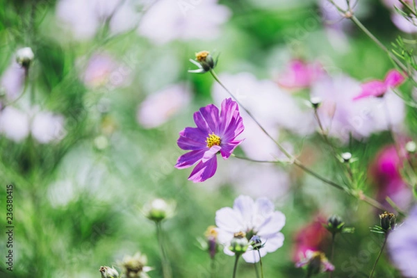 Fototapeta コスモスの風景