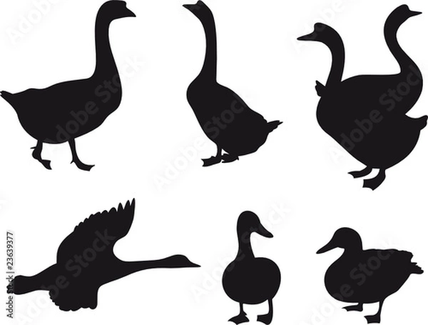 Obraz Birds vector