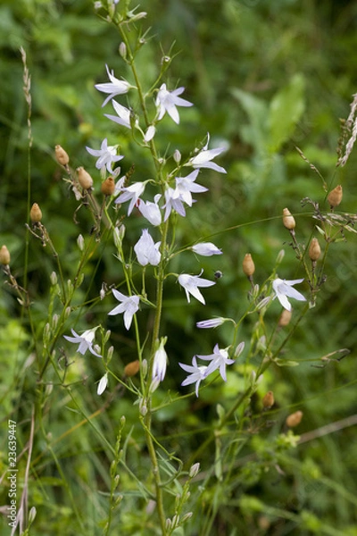 Obraz Fleurs sauvages