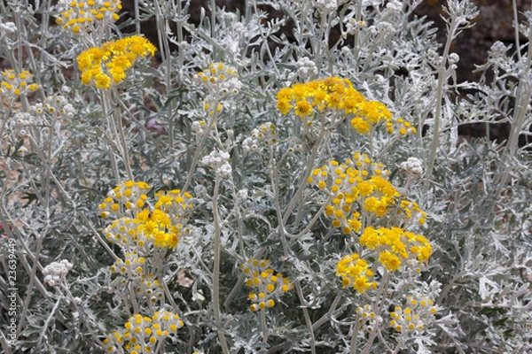 Obraz Fleurs sauvages