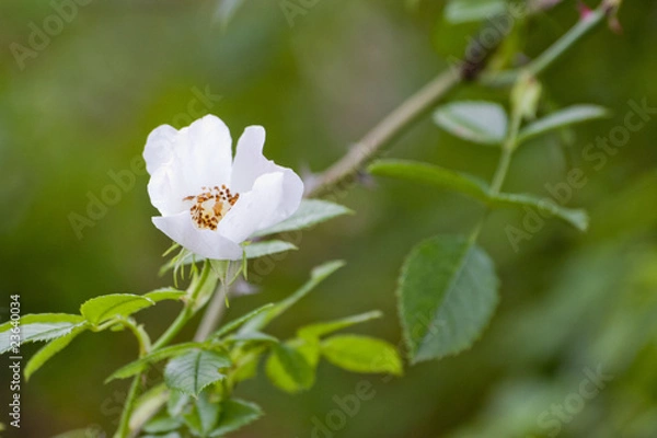 Obraz Fleurs sauvages