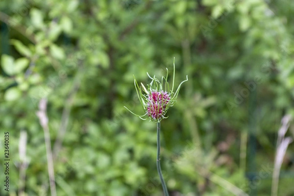 Obraz fleurs sauvages