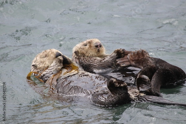 Obraz Sea otters
