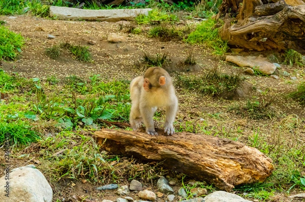 Obraz 地獄谷野猿公園の秋