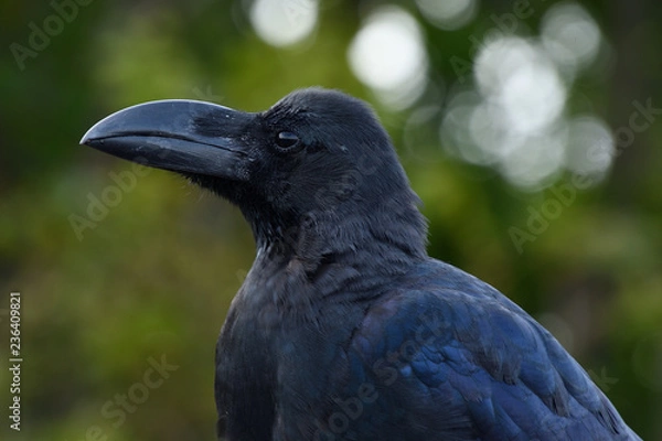 Fototapeta カラス