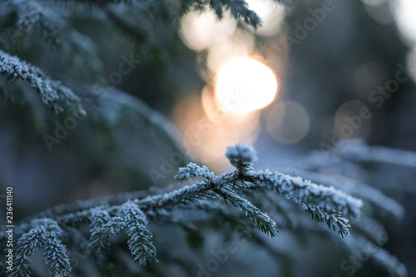Fototapeta Frosted branch